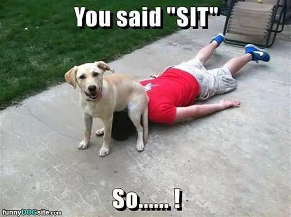 You Said Sit