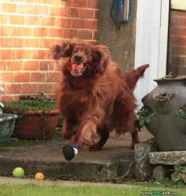 This Dog Really Loves Playing Fetch
