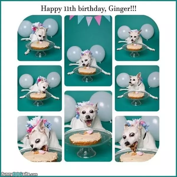 Happy Birthday Ginger