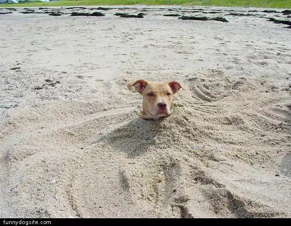 Dog In The Sand
