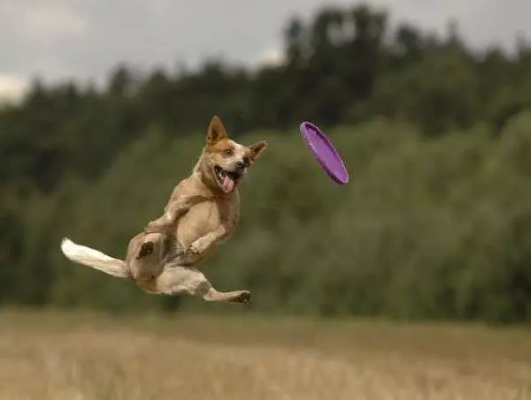 The Flying Dog