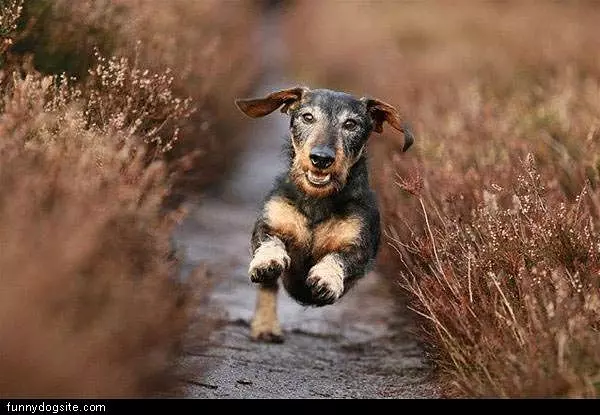 Running Dog On Path