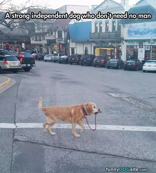 Independent Dog