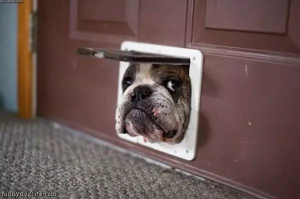 Doggy Door Face