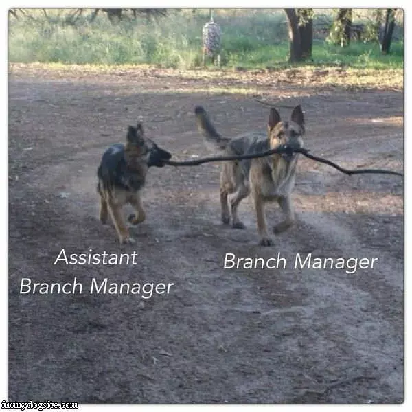 The Branch Managers