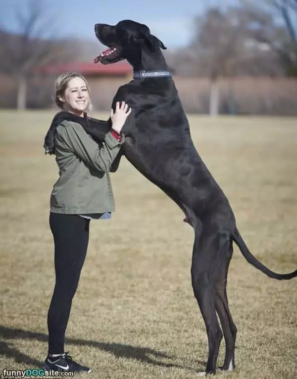 That Is A Big Dog