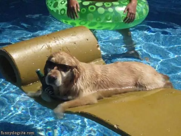Dog Chillin In The Pool