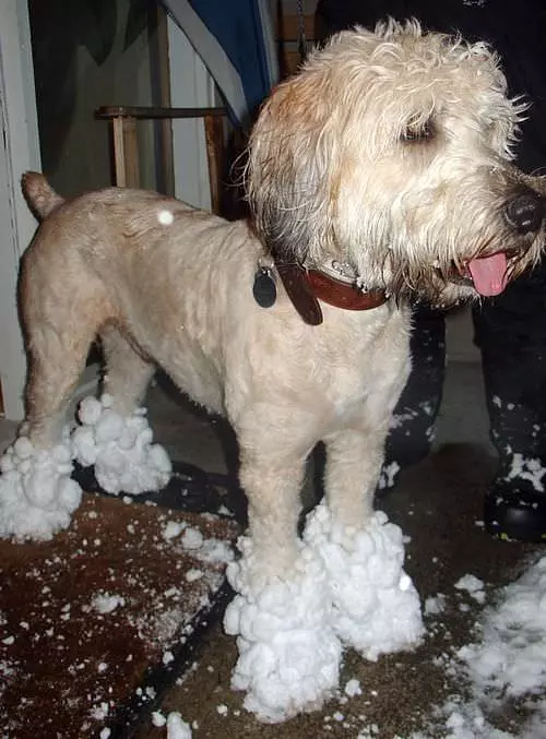 This Dog Loves Snow