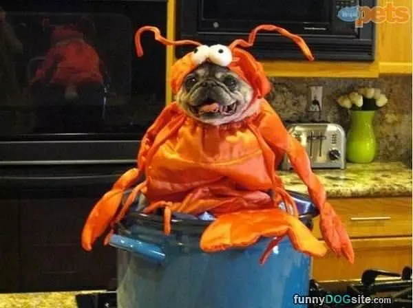 A Pot Of Pug Lobster