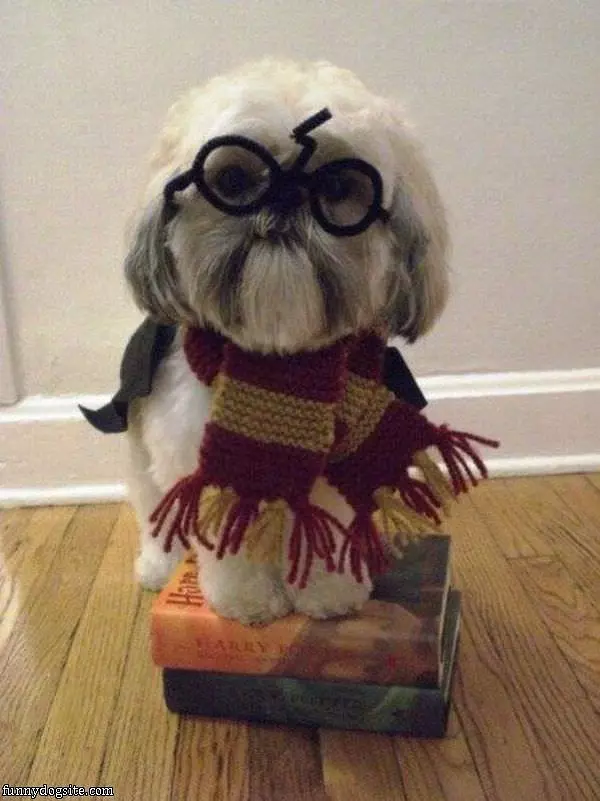 Harry Potter Dog