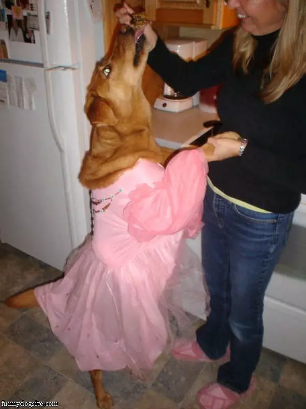 Dressed Up Dog