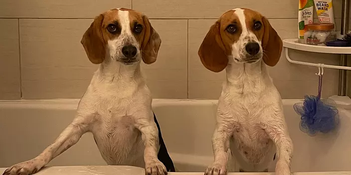 Beagle puppies showering