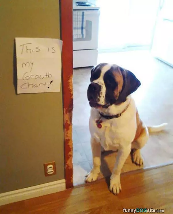 Dogs Growth Chart