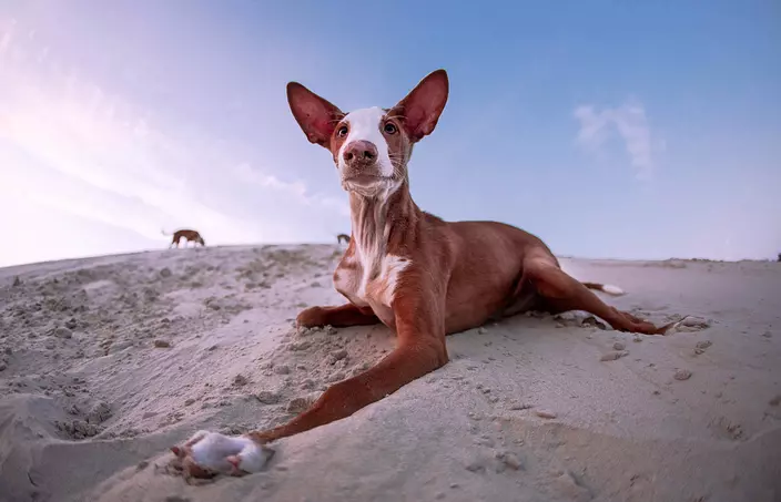 Ibizan Hound on the beach
