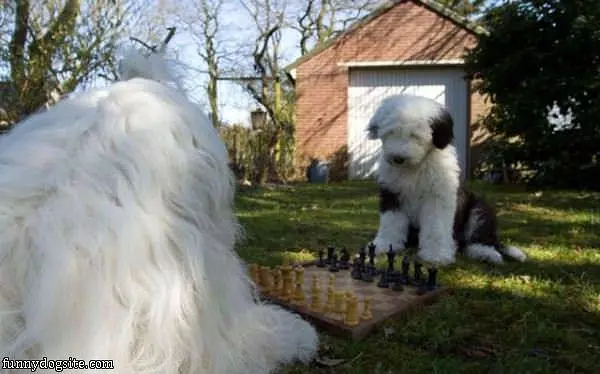 Chess Dogs
