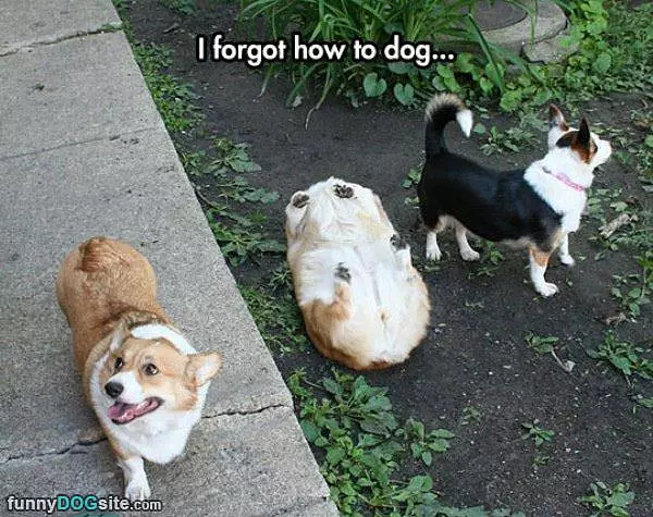 I Forgot How To Dog