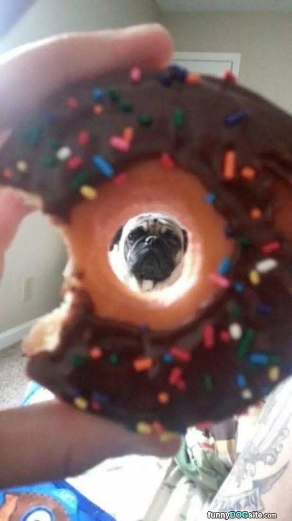Donut Pug