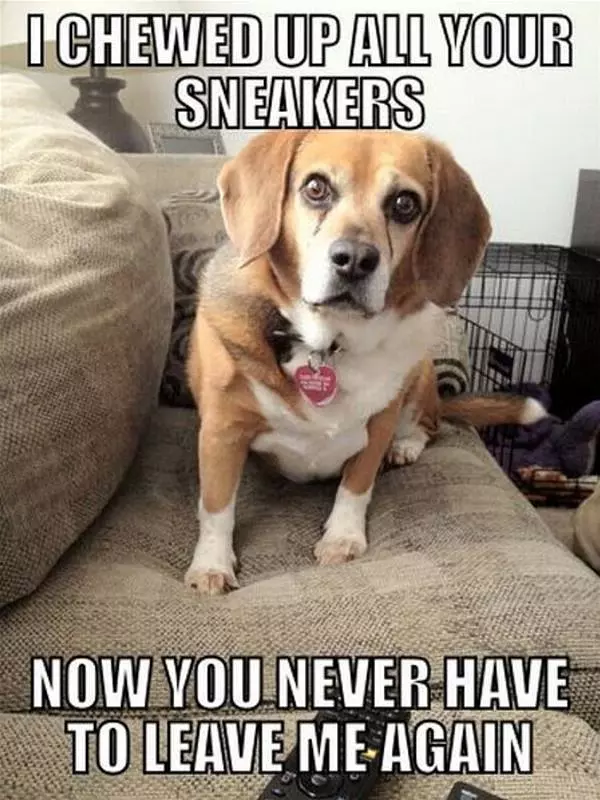 Chewed All Your Sneakers