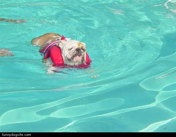 Swimming Bulldog