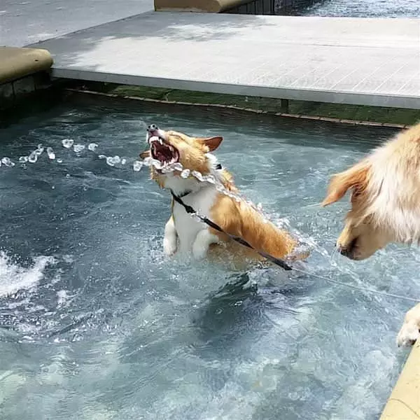 Jumping For Water