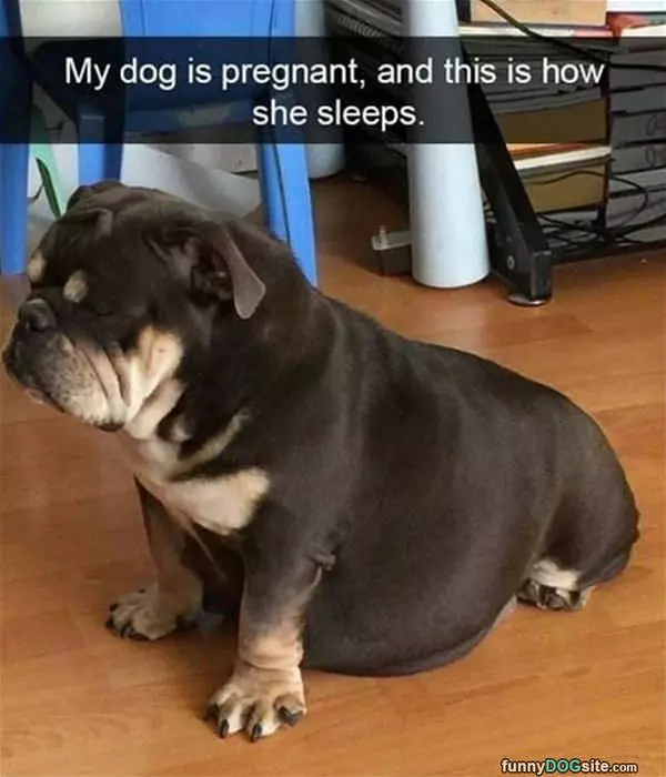 My Dog Is Pregnant