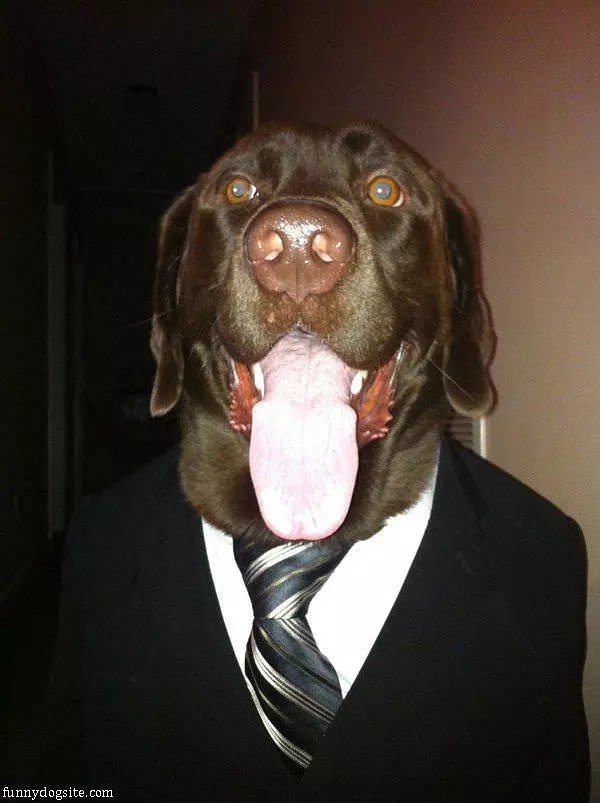 Business Dog Is All Business