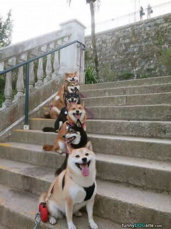 A Line Of Dogs