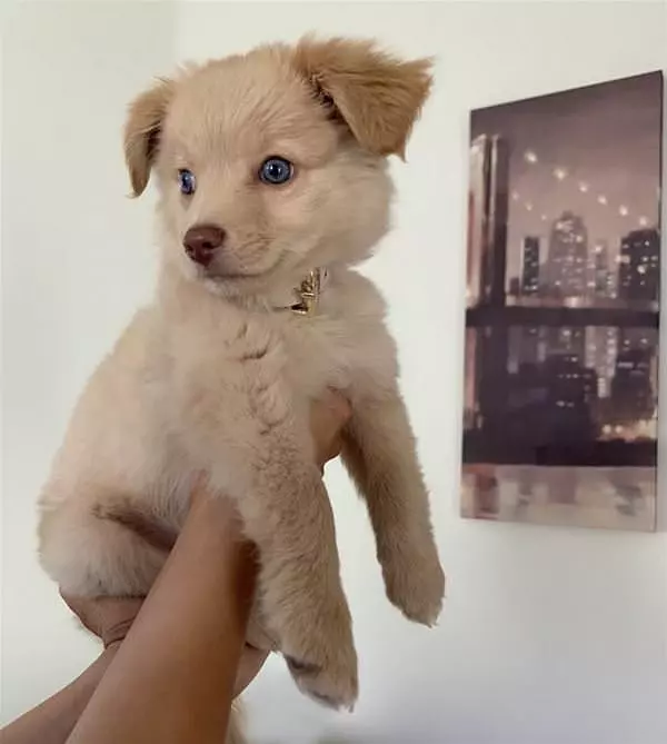 Hold Your Puppy Tall