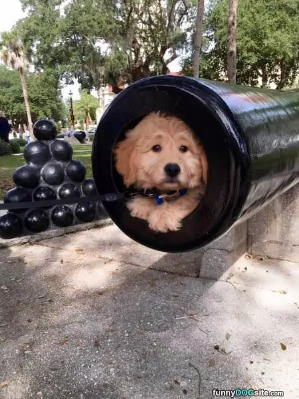 Cannon Puppy