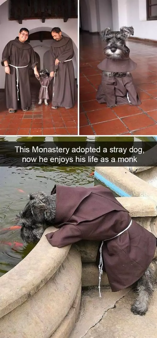 The Monk Dog