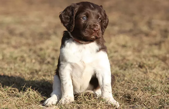 Small Munsterlander puppy