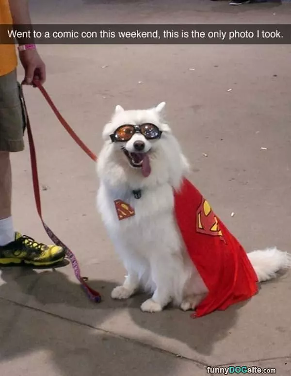 Comic Con Dog