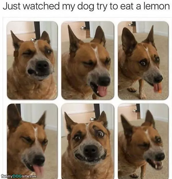 Watched The Dog Eating A Lemon