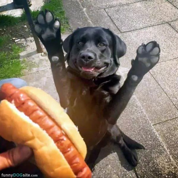 Ohhh I Love Hot Dogs