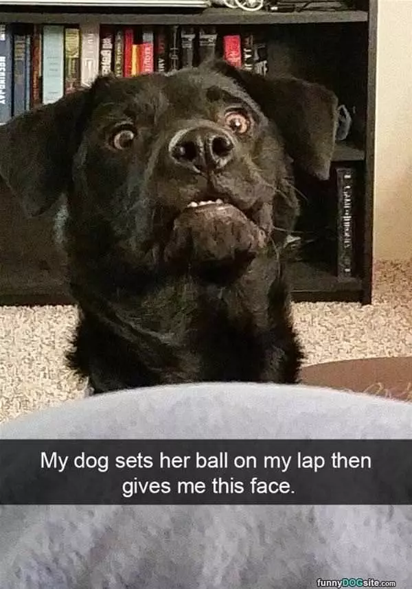 The Fetch Face