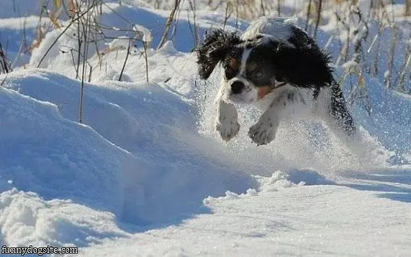 Flying Running Dog