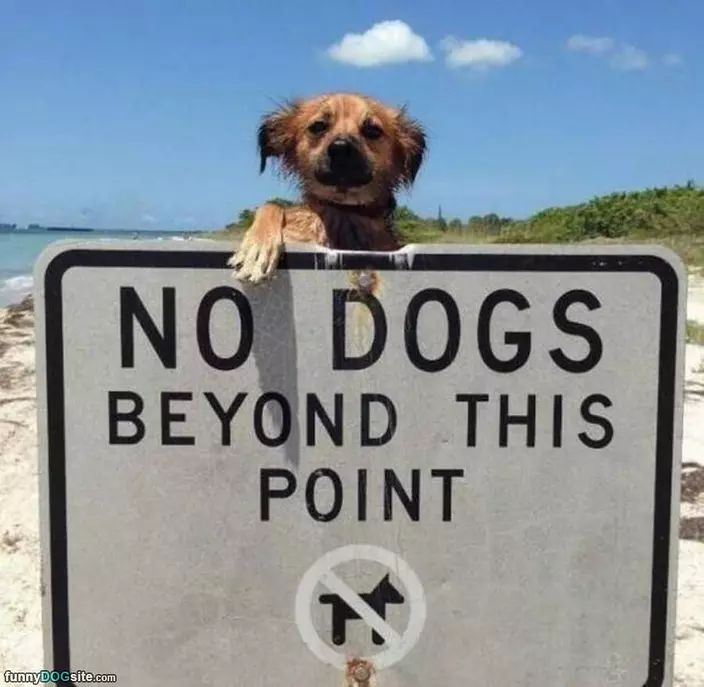 No Dogs Here