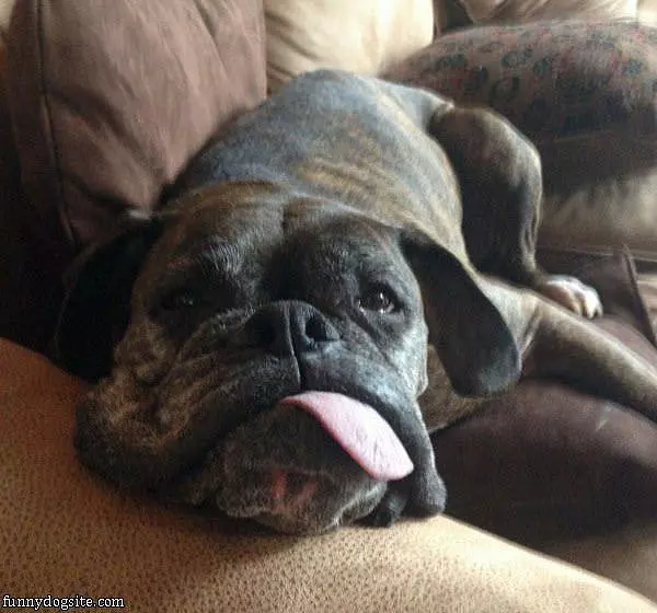 Tongue Out Funny Dog