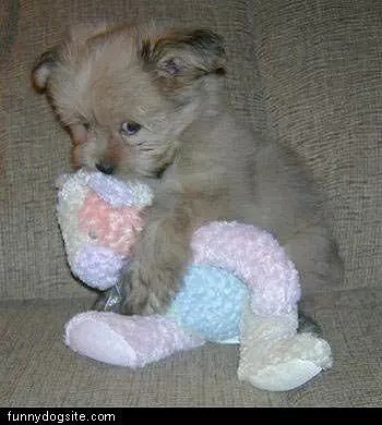 This Is My Teddy