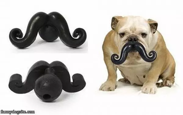 Dog Mustaches