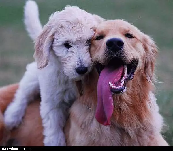 Two Dogs Large Tounge