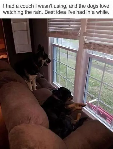The Dogs Love Watching The Rain