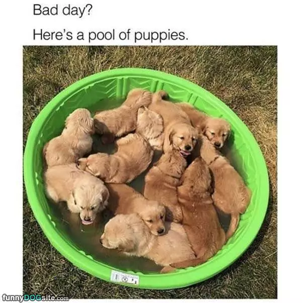 A Pool Of Puppies