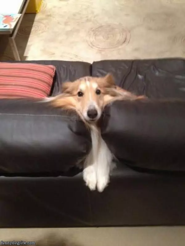 I Am Couch Dog