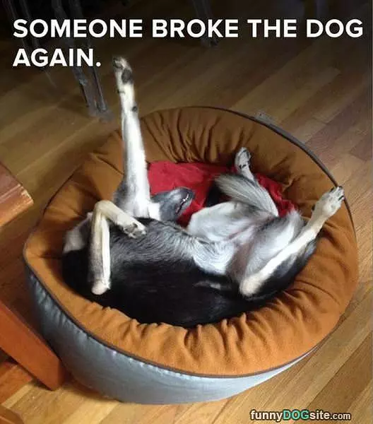 Dog Is Broken