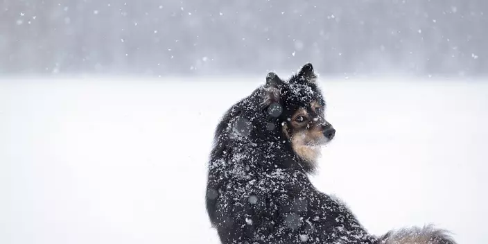 Swedish Lapphund in snowfall