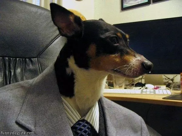 Business Dog