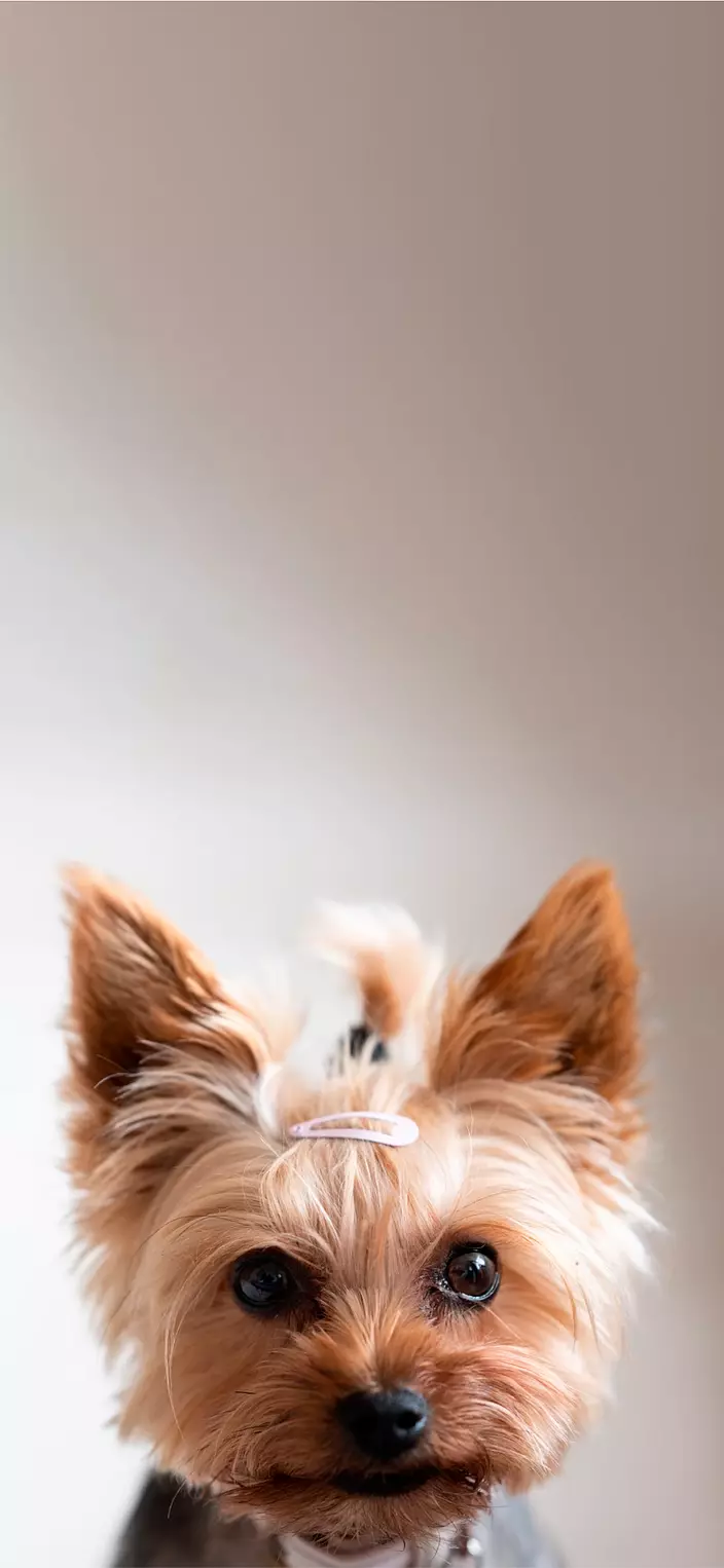 Yorkshire Terrier closeup