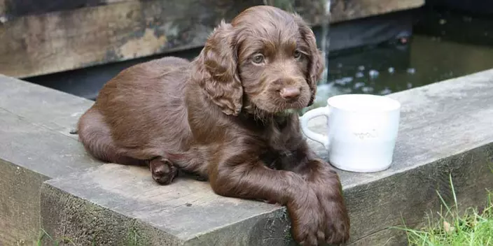 Sussex Spaniel Puppy Relaxing