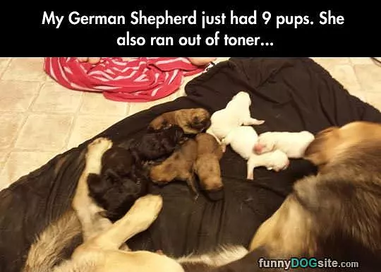 Had 9 Pups